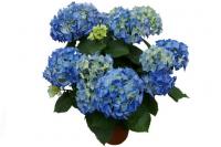 Гортензия крупнолистная Early Blue