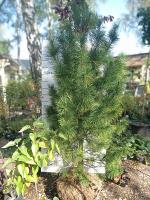 Сосна кедровая Сибирская (Pinus cembra Н40м до 500лет) 240 cm WRB