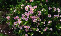 Лапчатка кустарниковая (Potentilla fruticosa Pink H-0.8м) 40-60 С3