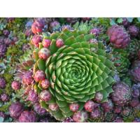 Молодило Sempervivum Gemend