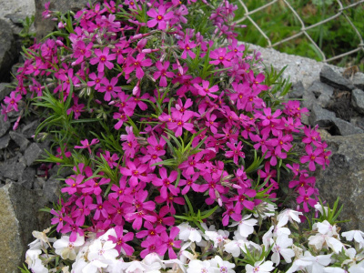 Флокс шиловидный 'Temiscaming' (карминно-красный,V-VI,Н=20см) Phlox subulata