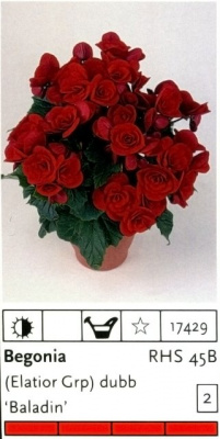 Бегония Begonia Elatior
