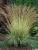 Молиния голубая (Molinia caerulea `Heidebraut`)