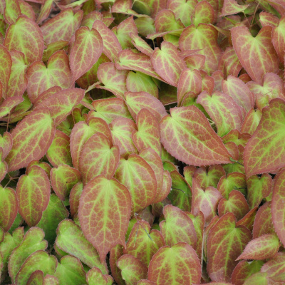 Epimedium Rubrum
