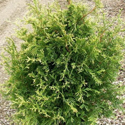 Туя западная (Thuja occidentalis 'Stolvik')