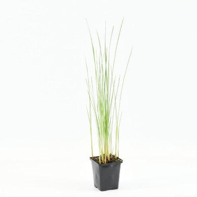 Рогоз Typha minima P9