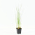 Рогоз Typha minima P9