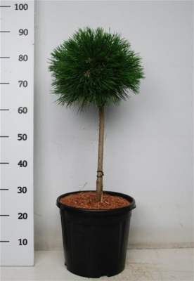 Сосна горная Варелла на штамбе 50см (Pinus mugo Varella)  C5