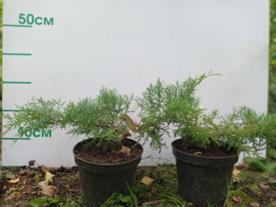 Можжевельник средний (Juniperus media 'Pfitzeriana Glauca' Н1,5м В3м)