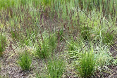 Молиния голубая (Molinia caerulea Edith Dudszus)