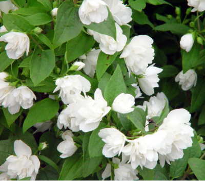 Philadelphus Manteau d'Hermin