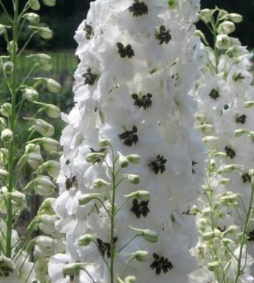 Дельфиниум высокий Magic Fountains White With Dark Bee (белый,VI-VIII,Н=80 см)