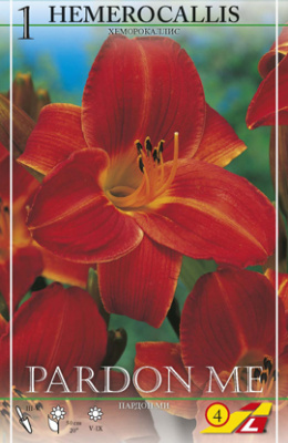 Лилейник Hemerocallis Pardon Me per 1