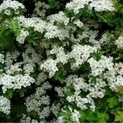 Боярышник однопестичный (Crataegus monogyna)