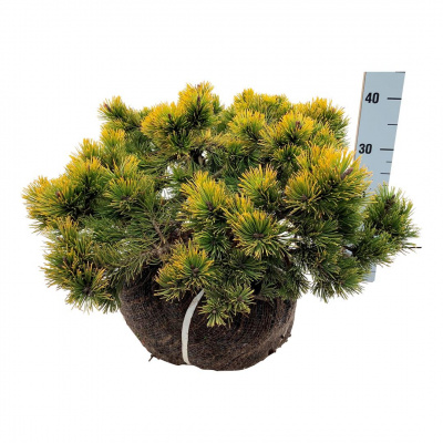 Сосна горная (Pinus mugo Winter Gold Н1м, B1.5м) 60см RB EXTRA