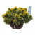 Сосна горная (Pinus mugo Winter Gold Н1м, B1.5м) 60см RB EXTRA