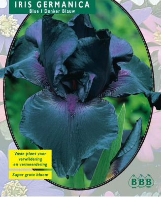 Ирис Iris Germanica, Donkerblauw per 3