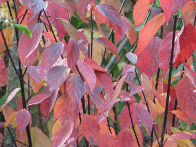 Дерен белый Cornus alba 'Kesselringii'