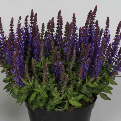 Шалфей Salvia nemorosa Blue Bouquetta
