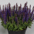 Шалфей Salvia nemorosa Blue Bouquetta