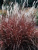 Мискантус пурпур. Miscanthus purpurascens