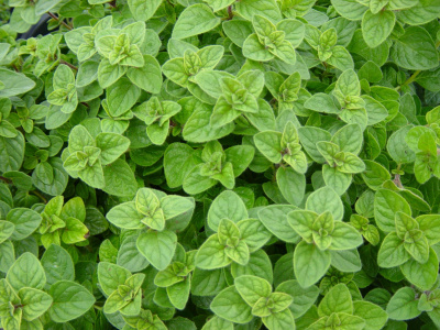 Origanum vulgare