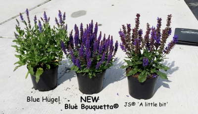 Шалфей Salvia nemorosa Blue Bouquetta
