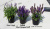 Шалфей Salvia nemorosa Blue Bouquetta