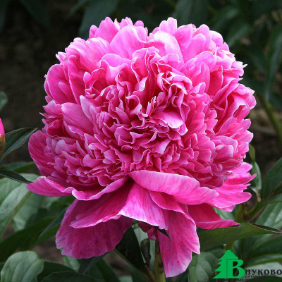 Пион молочноцветковый (Paeonia Lactiflora (D) Alexander Fleming)