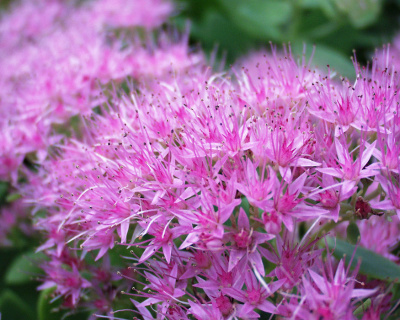 Очиток Sedum spectabile 'Brilliant'