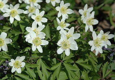 Ветреница лесная Anemone sylvestris  (белая,Н=40см,V-VI)