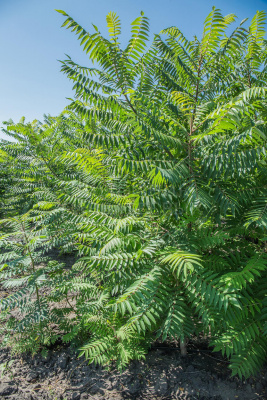 Сумах уксусный Rhus typhina 2,5м С35