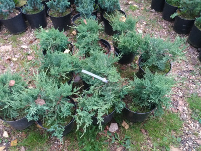 Можжевельник средний (Juniperus media 'Pfitzeriana Glauca' Н1,5м В3м) 20-40 C3 V