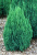 Можжевельник китайский Stricta Н-2.5м В-1.5м