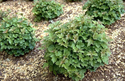 Viburnum opulus 'Nanum'