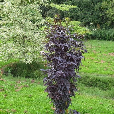 Бузина чёрная Блэк Тауэр (Sambucus nigra Black Tower)