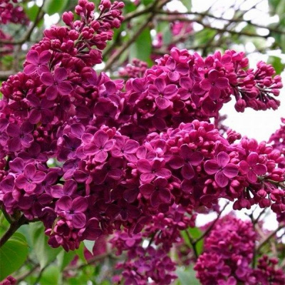 Сирень обыкн.Памяти Людвига Шпета» (Syringa 