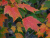 Acer rubrum 'Scanlon'