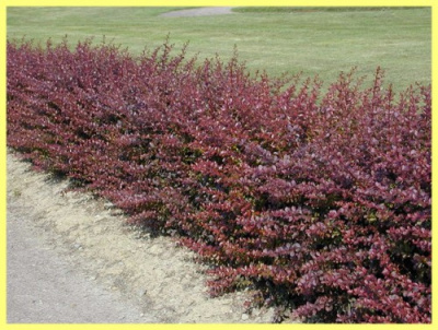 Барбарис Тунберга Atropurpurea