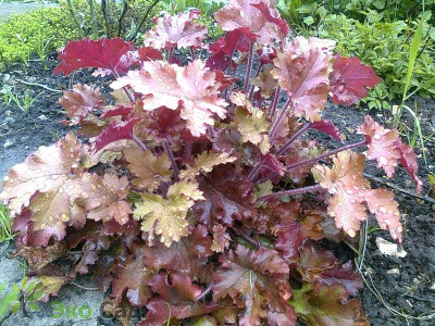 Гейхера Heuchera 'cappuccino'