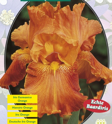 Ирис Princes d'orange Baltus