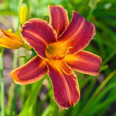 Лилейник (Hemerocallis EveryDaylily Red Ribs) C2