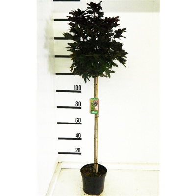 Клен остролистный (Acer platanoides Crimson Sentry) на штамбе 1м