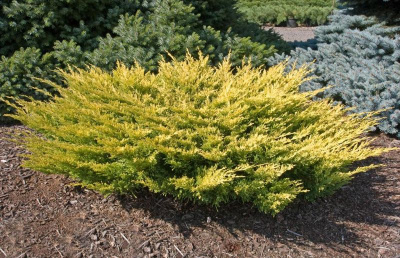 Можжевельник горизонтальный (Juniperus horizontalis Limeglow) Н=0.4 м,В= 1.5м
