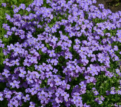 Обриета дельтовидная 'Cascade Blue'