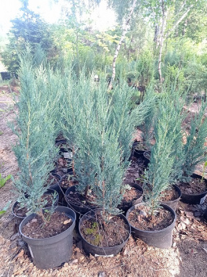 Можжевельник скальный (Juniperus scopulorum 'Blue Arrow' Н-5м,В-0,7м) P9 25см