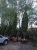 Сосна Обыкновенная Pinus sylvestris (700-800, WRB120)