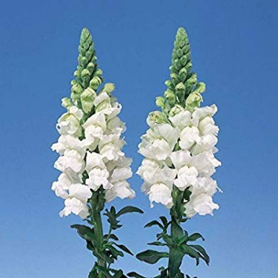 Антиринум Antirrhinum white