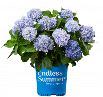 Гортензия крупнолистная Эндлесс Саммер Endless Summer BloomStar Blue С2