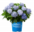 Гортензия крупнолистная Эндлесс Саммер Endless Summer BloomStar Blue С2